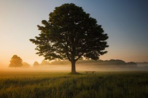Read more about the article The Oak That Grows